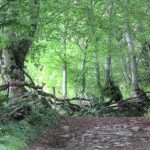 Actividades de Aire Libre – Curso 2025-26